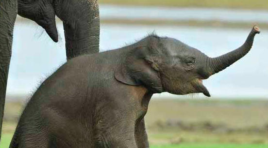 Wild life in Sri Lanka